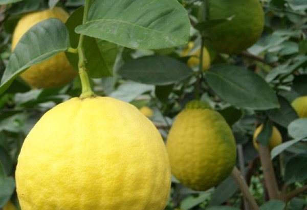 Фотография достопримечательности Ботанический сад