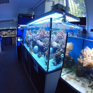 Фотография Морской аквариум - Океанариум