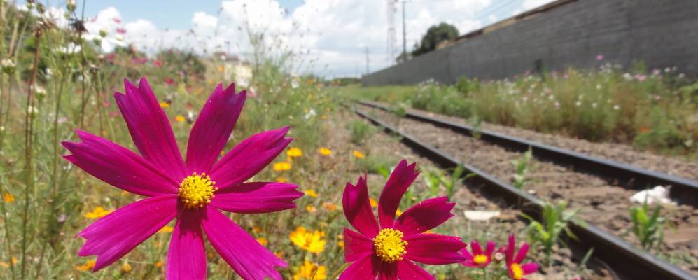 
            Фотография Арапонгаса