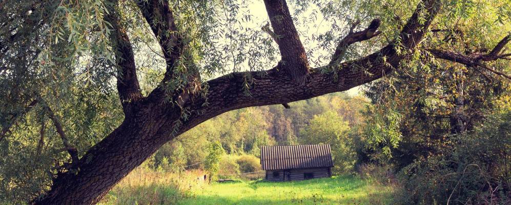 
            Фотография Вески