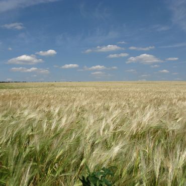 Комарашево