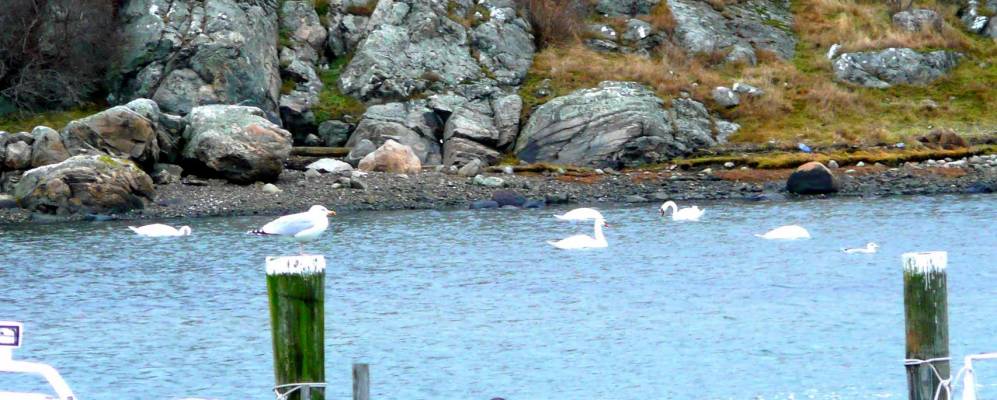 
            Фотография Brännö