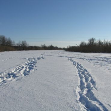 Беловишневое