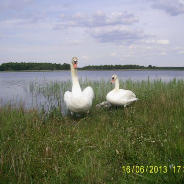 Горники