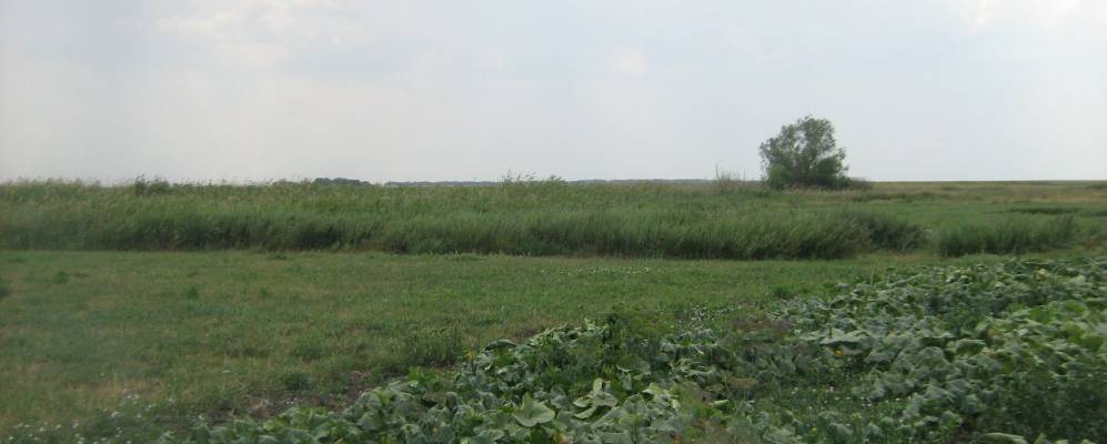 Кочетное саратовская область погода. Село Полтавка Саратовская область Самойловский район. Саратовская область Самойловский район село Полоцкое. Саратовская область, Самойловский р-н, с. Благовещенка. Садовый Самойловский район.