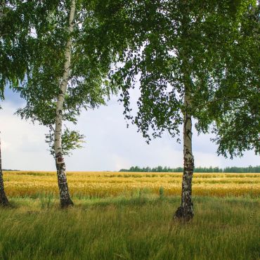 Беломестная Двойня