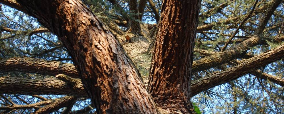 
            Фотография Fornaci di Barga