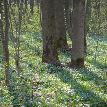 Покровка Первая