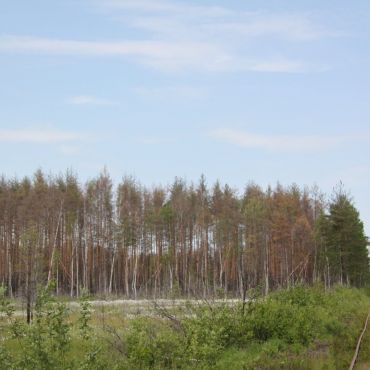 Барснево