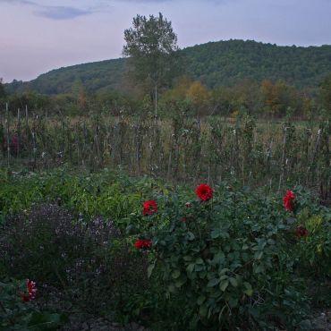 Кубанский