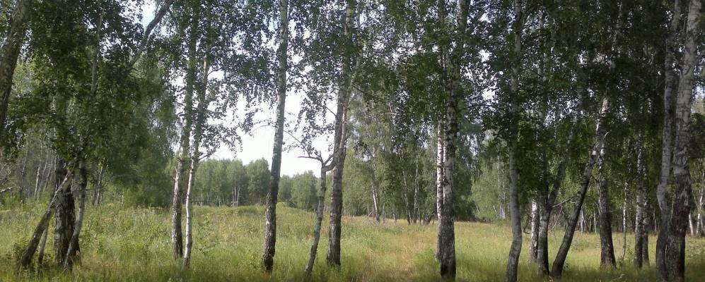 Омская область тюкалинский. Село Коршуновка Омская область. Коршуновка Тюкалинский район. Тюкалинский район лес Ленин. Омская обл Тюкалинский район с Коршуновка.