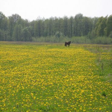 Курганцы