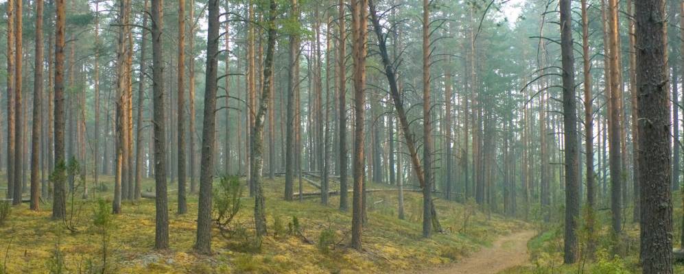 
            Фотография деревни Дильские