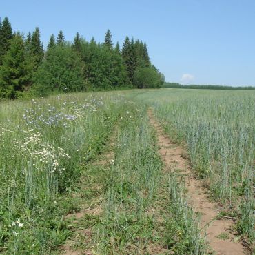 Татарский Сарсаз