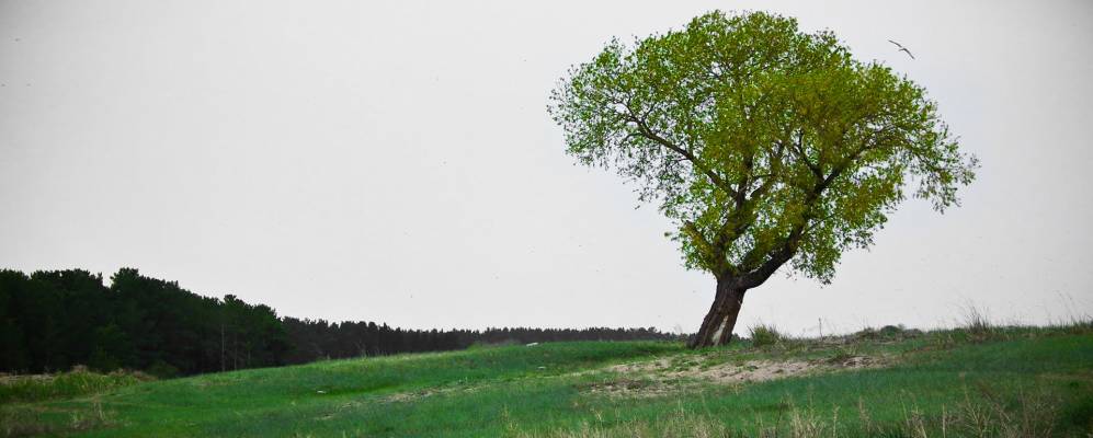 
            Фотография Бурановки