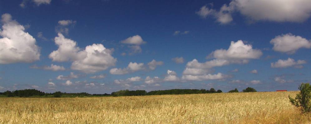 
            Фотография Żarnowiec