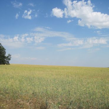 Петровка Вторая