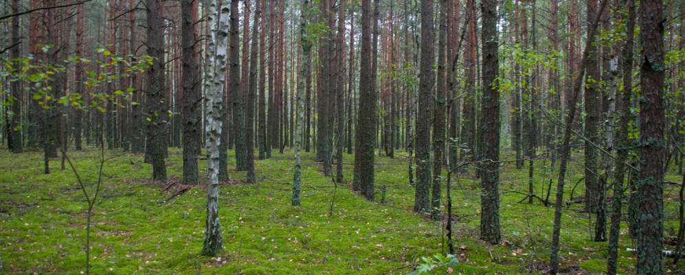 
            Фотография Войскового