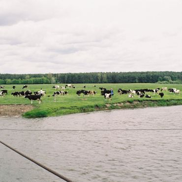 Стадники