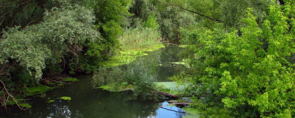 Погода на гисметео в нижнемарьино воронежская область. Нижнемарьино. Село Нижнемарьино. Тресоруково фото.