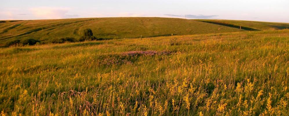 Дмитриевка саратовская. Луков Кардон Новоузенского района. Культюк. Картинки с.Дмитриевка природа родного края Новоузенский район.