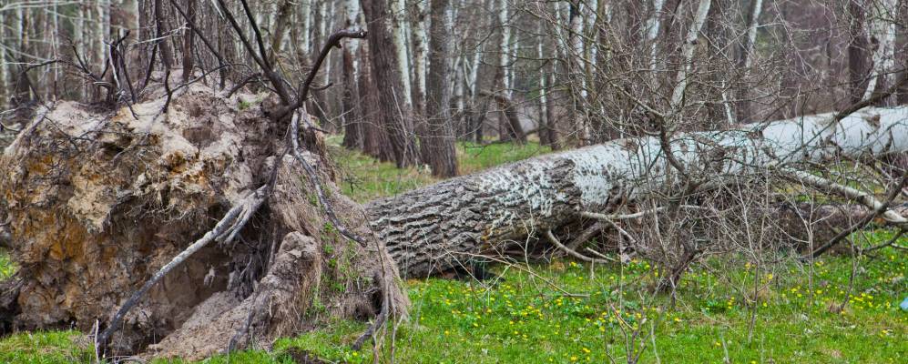 
            Фотография Виловки