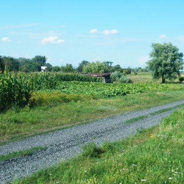 Базалуки