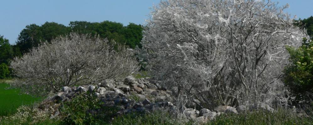 
            Фотография Hörby