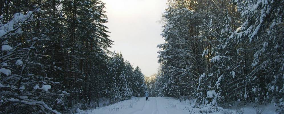 
            Фотография Елагино