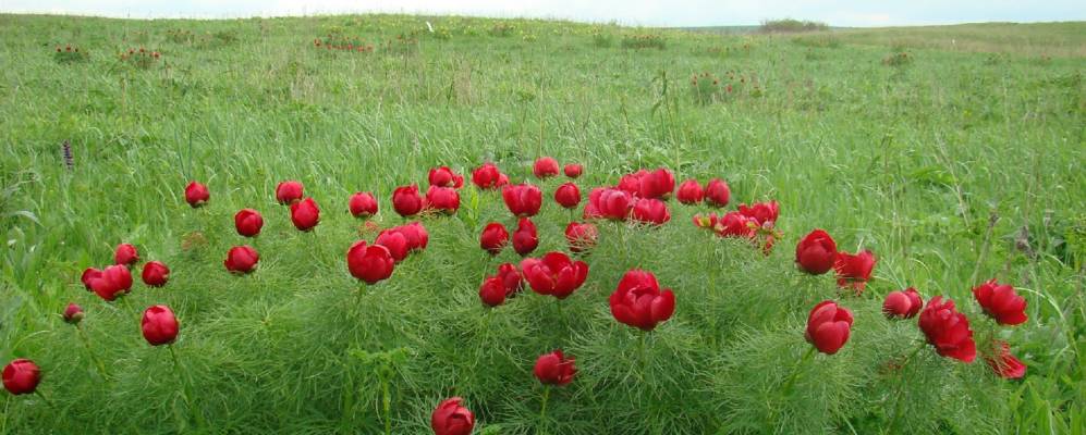 
            Фотография Нижнебалковского