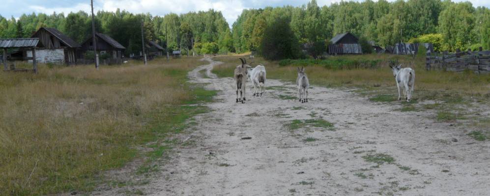 
            Фотография Кужинского Коноплянника