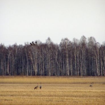 Шипаково