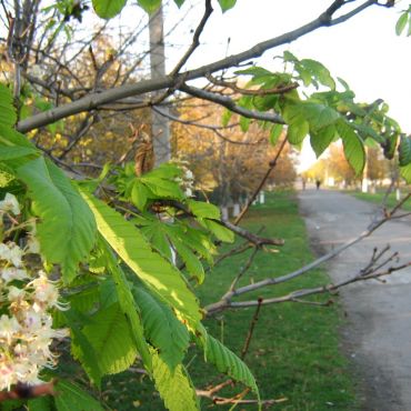 Великоалександровка