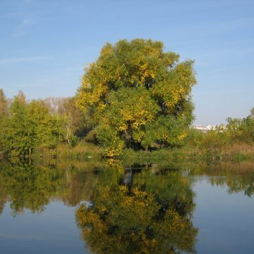 Поляна