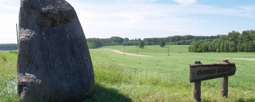 
            Фотография Зебраса