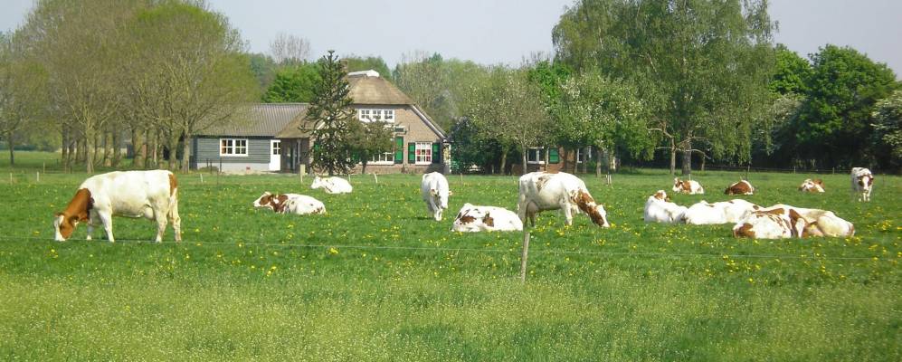 
            Фотография Nijbroek