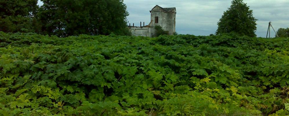 
            Фотография Никиришино