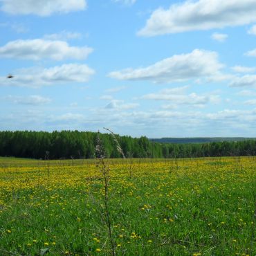 Полево