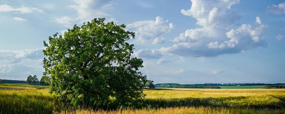 
            Фотография Кушкуя