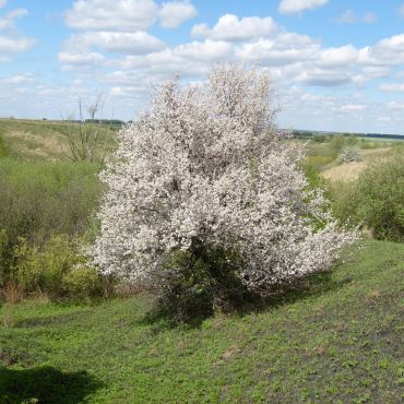 Чукалы