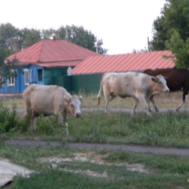 Шевлягинский