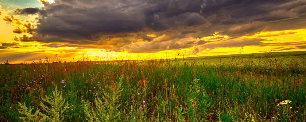 
            Фотография Дубовика