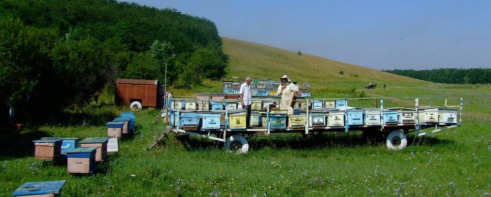 
            Фотография Царедаровки