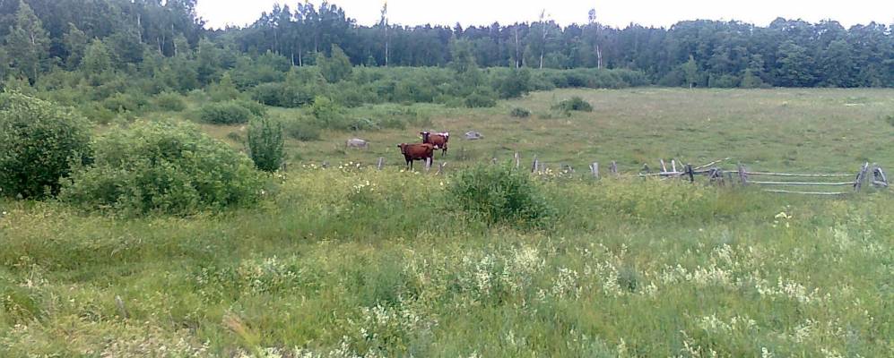 
            Фотография Грози