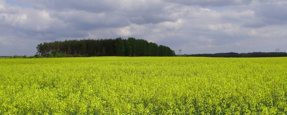 
            Фотография Омельно