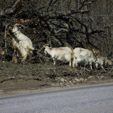 Лесное