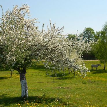 Верболозы