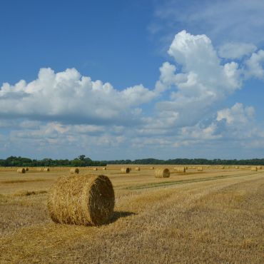 Радченки