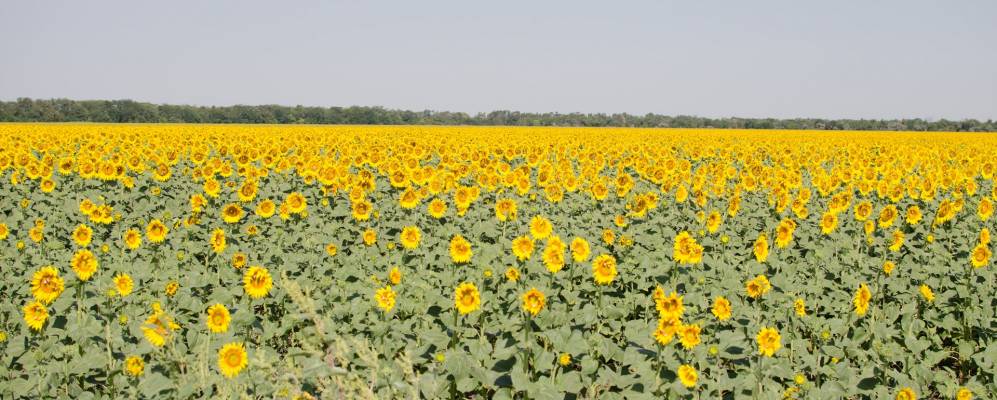 
            Фотография Сергеевки