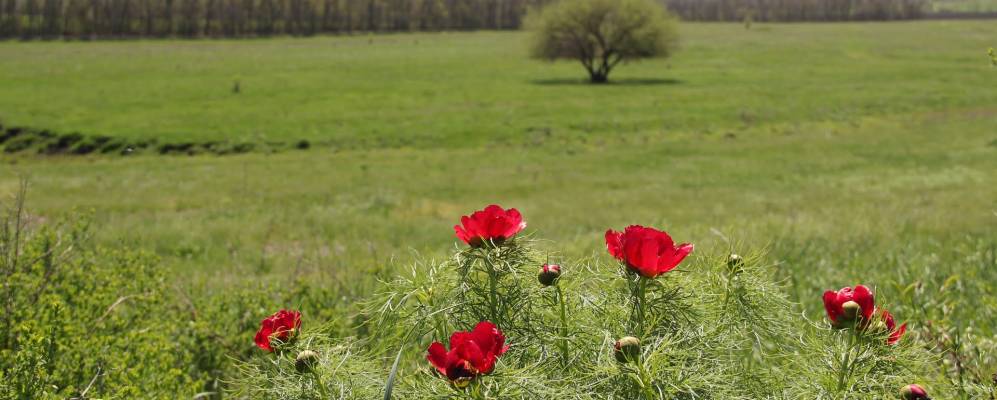 
            Фотография Воронцовки